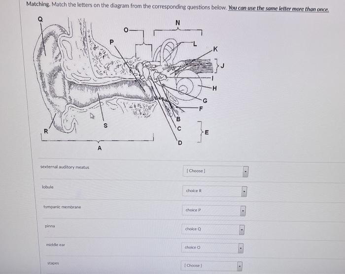 Solved Matching. Match the letters on the diagram from the | Chegg.com