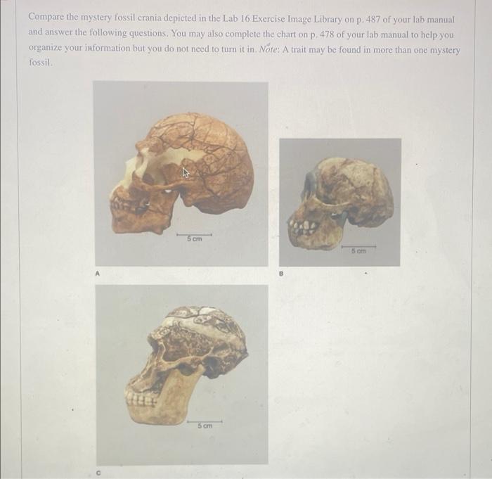 [Solved] Compare the mystery fossil crania depicted in the