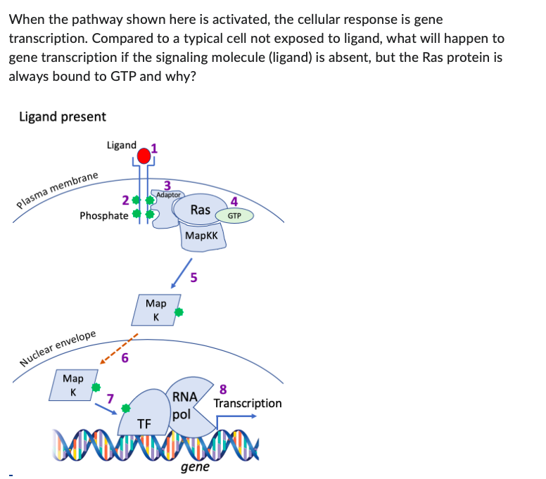 Solved When the pathway shown here is activated, the | Chegg.com
