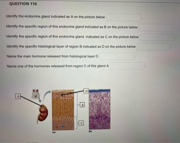 Identify the endocrine gland indicated as \( \mathrm{A} \) on the picture below
Identify the specific region of this endocrin