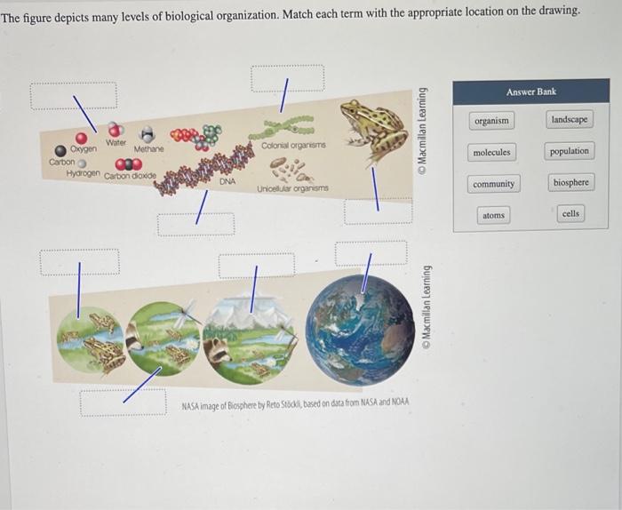 Solved The figure depicts many levels of biological | Chegg.com