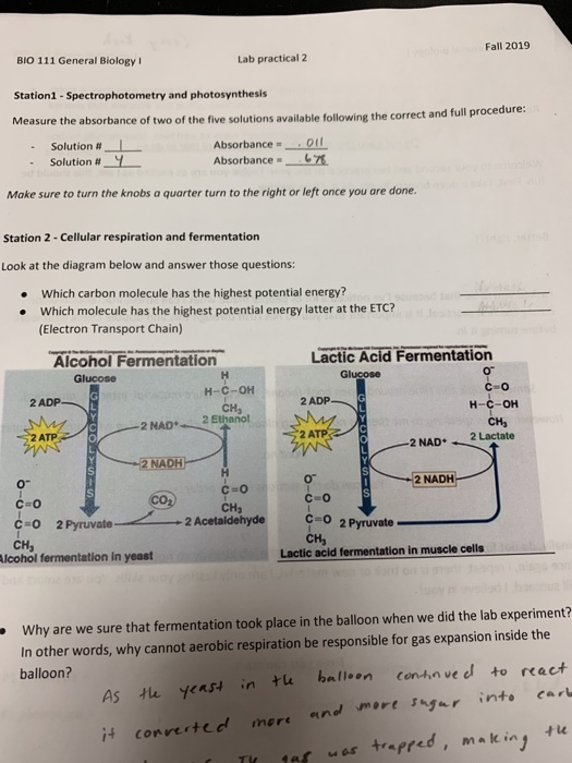 Fall 2019 Bio 111 General Biology Lab Practical 2 Chegg 