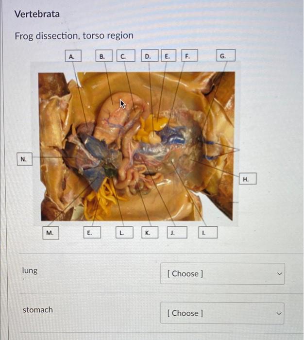 Vertebrata Frog dissection, torso region с D. E. F. | Chegg.com