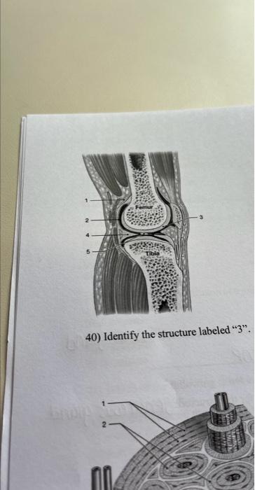 Solved 40) Identify The Structure Labeled " 3 ". | Chegg.com