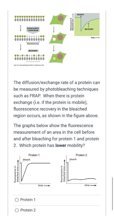 Solved The diffusion/exchange rate of a protein can be | Chegg.com