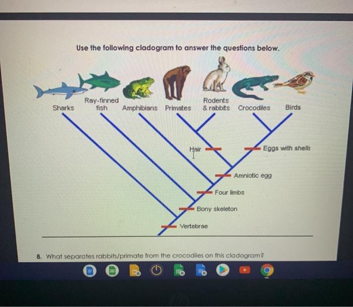 Solved Name: Date: Hour CLADOGRAM ANALYSIS What Is A | Chegg.com