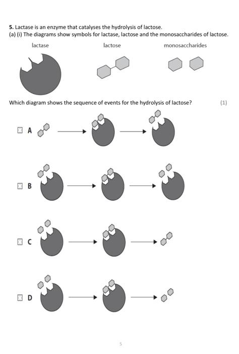lactase enzyme diagram