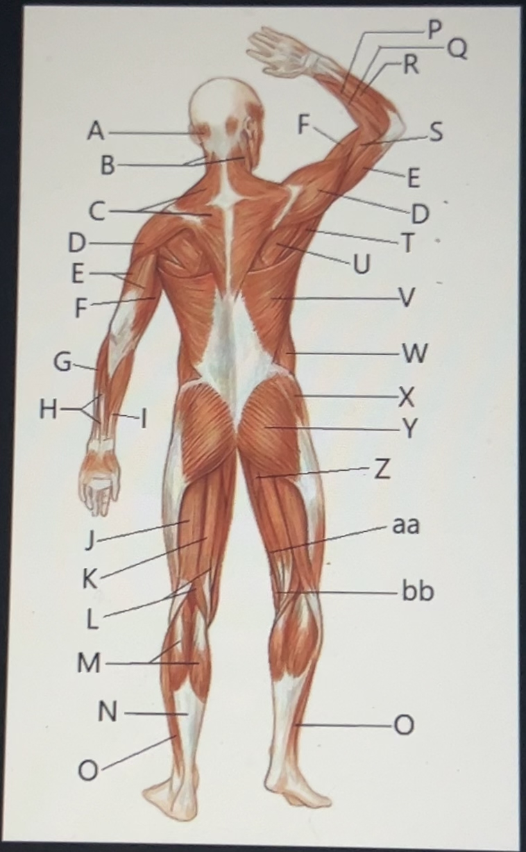 Solved Match each muscle or tendon indicated by a letter | Chegg.com