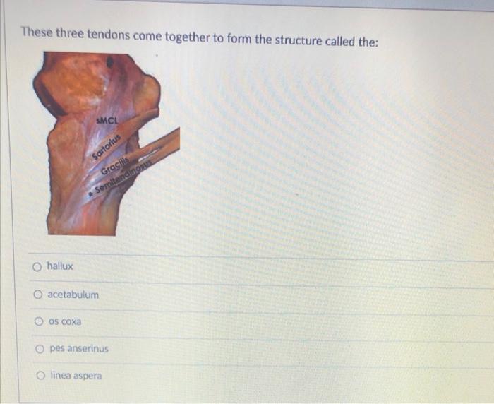 Solved These three tendons come together to form the | Chegg.com