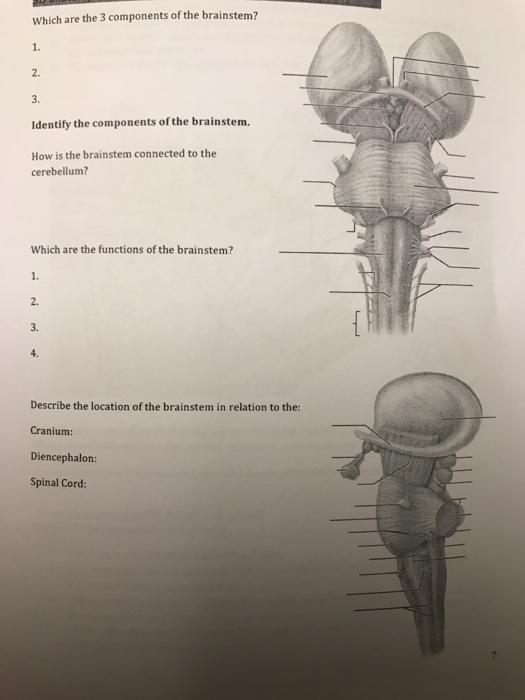 solved-which-are-the-3-components-of-the-brainstem-1-2-3-chegg