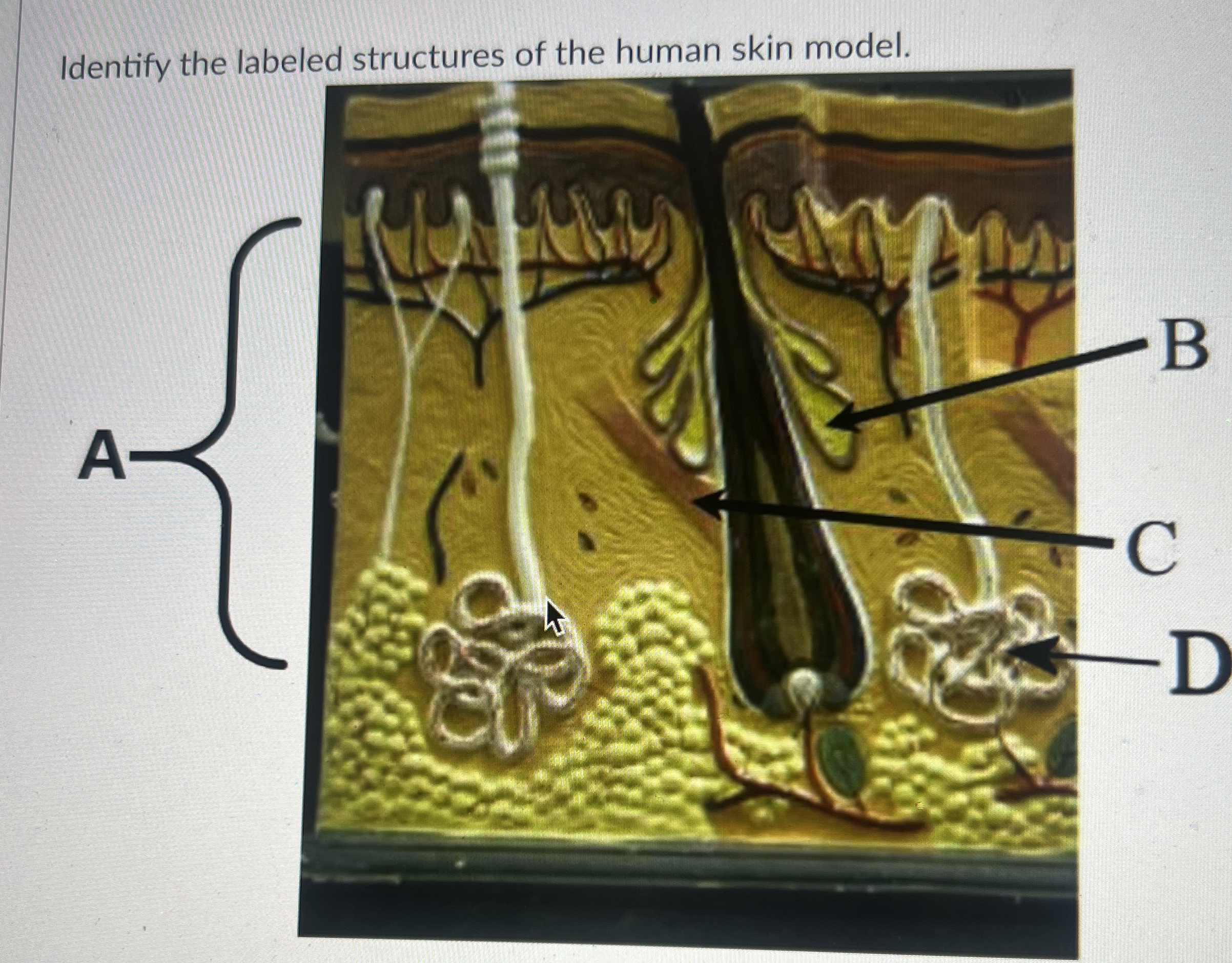 Solved Identify the labeled stricture of the human skin | Chegg.com