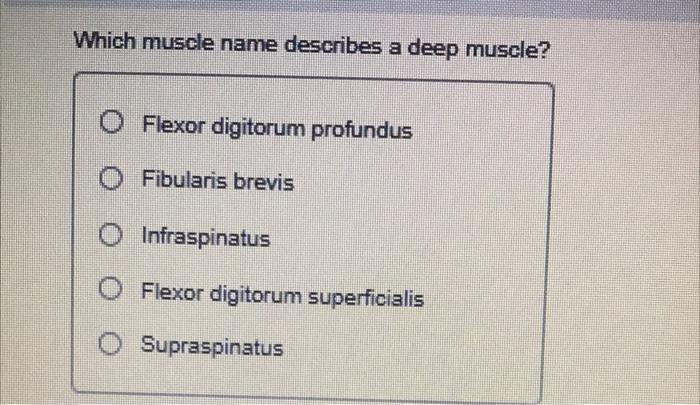 Solved Which muscle name describes a deep muscle? Flexor | Chegg.com