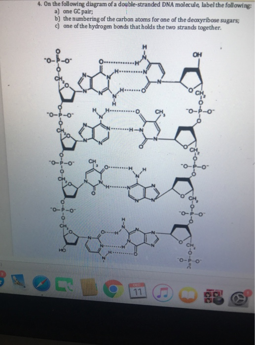 Solved 4 On The Following Diagram Of A Double Stranded D Chegg Com