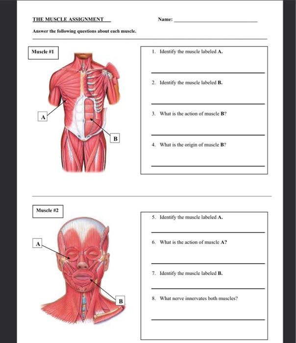 Solved THE MUSCLE ASSIGNMENT Name: Answer the following | Chegg.com