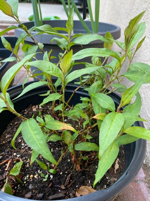 Identify the plant as either a: - Bryophyte - | Chegg.com