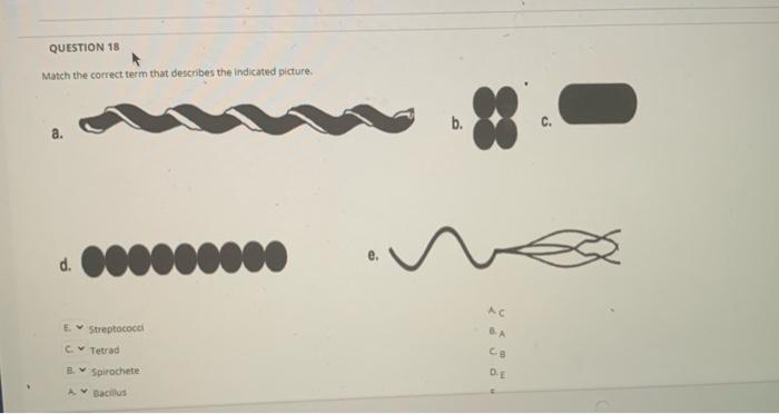 Solved QUESTION 27 Which group of bacteria do the | Chegg.com