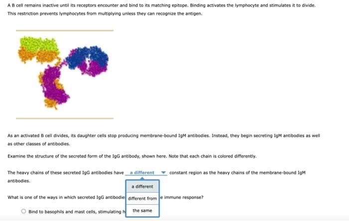 Solved A B Cell Remains Inactive Until Its Receptors | Chegg.com