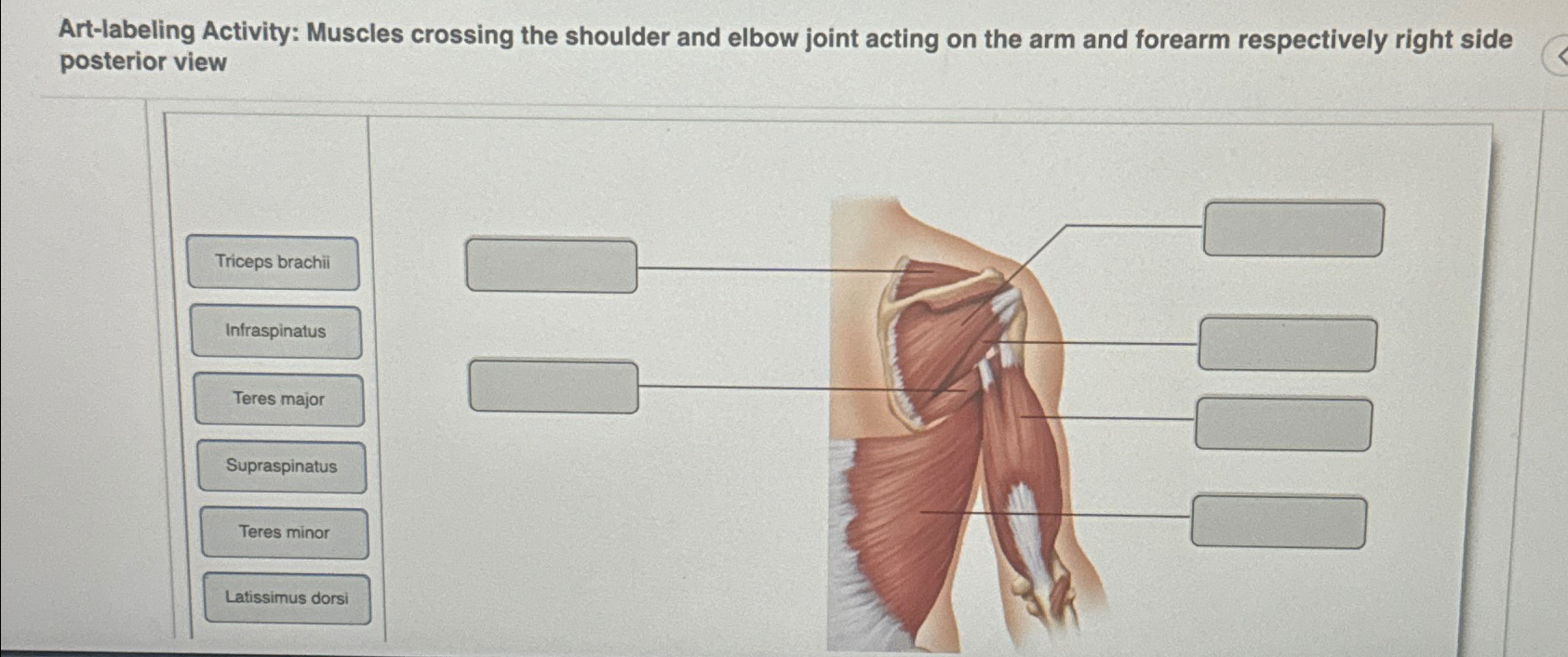 Art-labeling Activity: Muscles crossing the shoulder