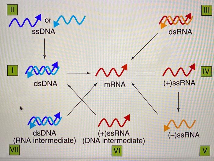 Solved or W SSDNA dsRNA 1 M IV (+)ssRNA dsDNA mRNA X M M W