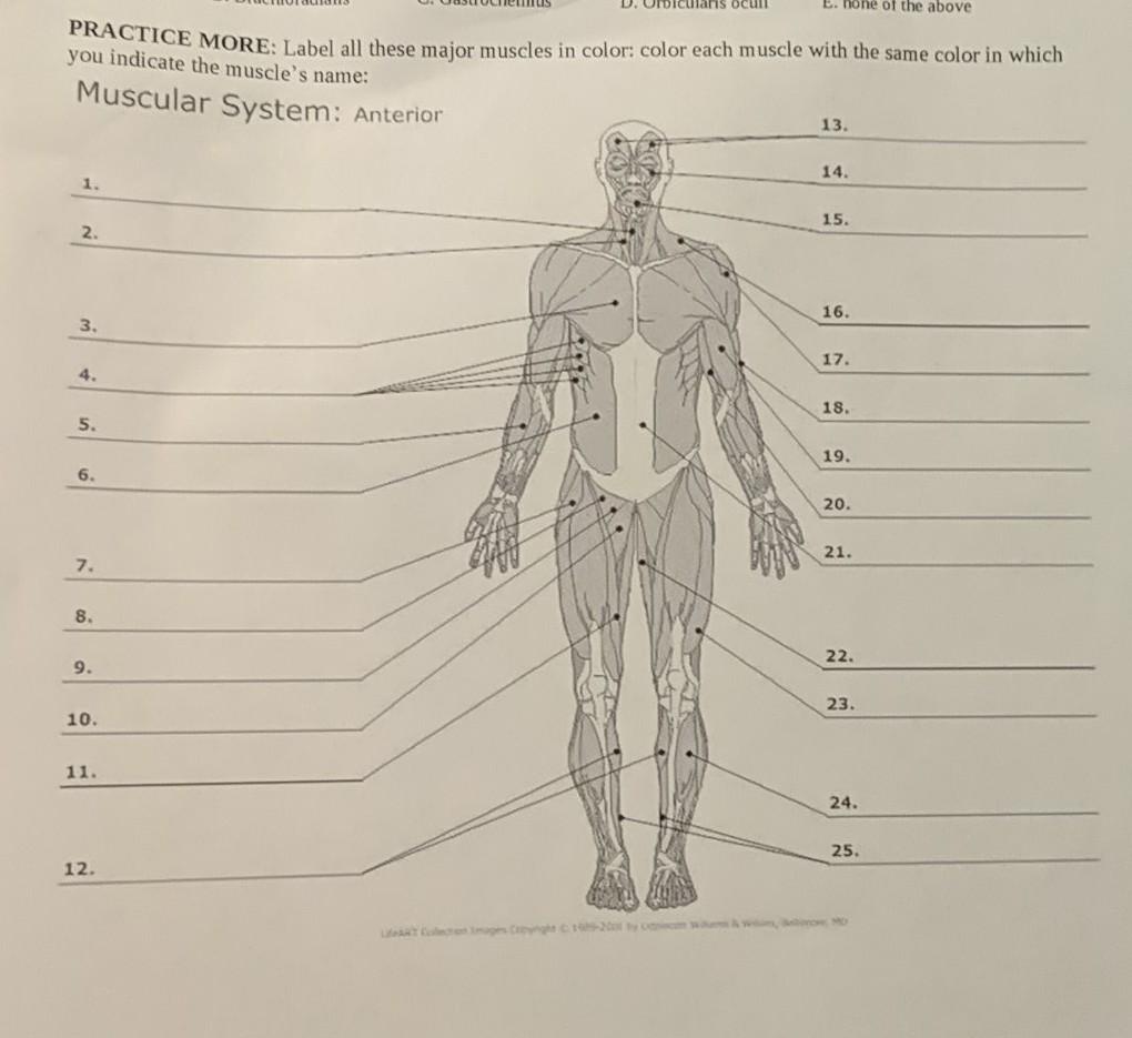Solved ins ocull E. none of the above PRACTICE MORE: Label | Chegg.com