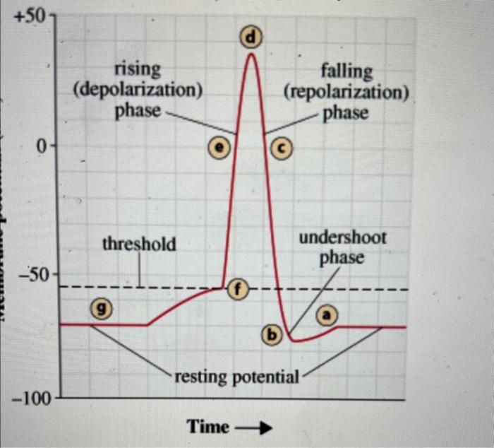 Solved 2 points At which location are voltage gated