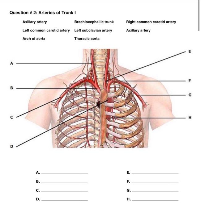 Solved Question # 2: Arteries of Trunk I Axillary artery | Chegg.com