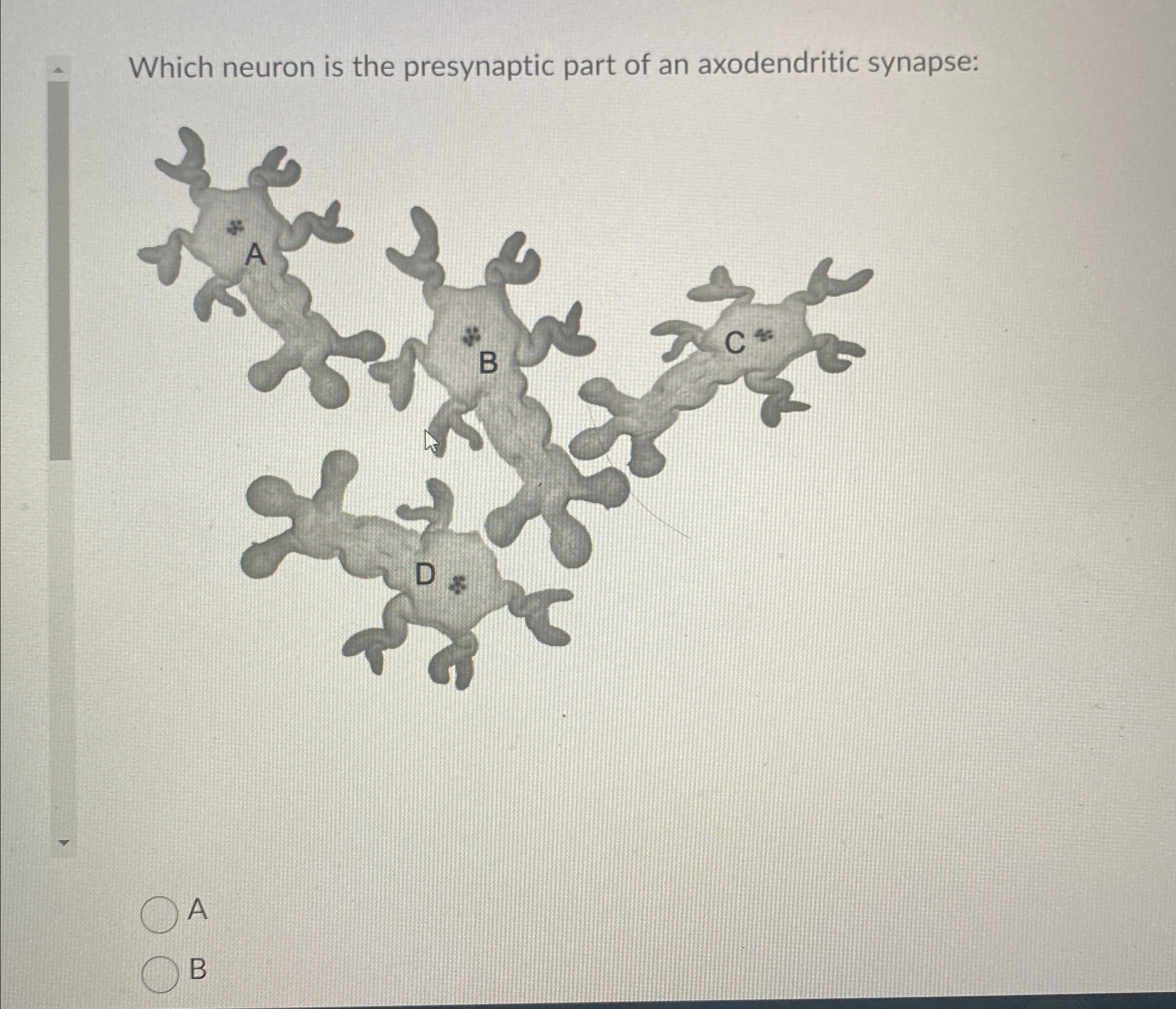 Solved Which neuron is the presynaptic part of an | Chegg.com