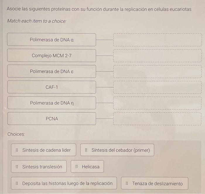 Asocie las siguientes proteínas con su función durante la replicación en células eucariotas Match each item to a choice: Cho