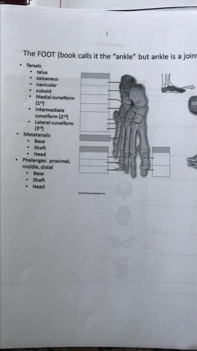 The FOOT (book calls it the ankle but anklei
. Tarsals
• talus
• calcaneus
.navicular
• cuboid
Medial cuneiform
(1?)
• Inte