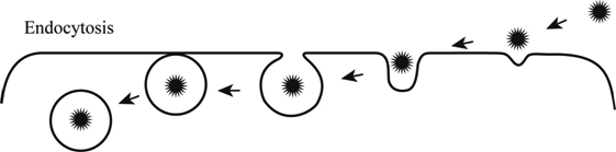 Definition Of Endocytosis And Exocytosis Chegg Com