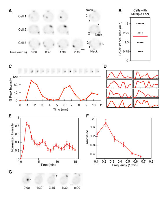 Solved (50 ﻿points)AACell 1DB Cells withMultiple | Chegg.com