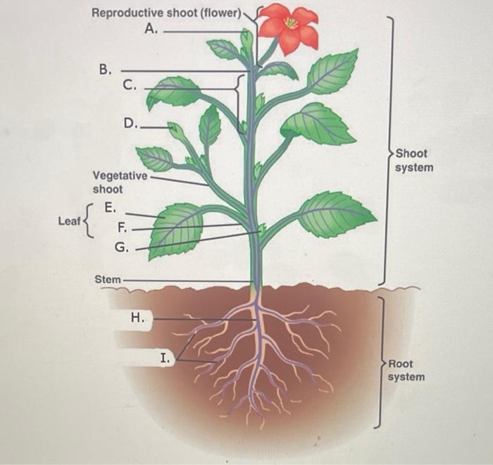 Solved Reproductive shoot (flower) A. Match to image I. G. | Chegg.com