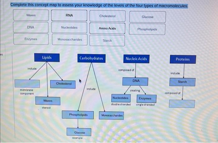 Complete this concept map to assess your knowledge of the levels of the four types of macromolecules.
NucleicAcids composed o