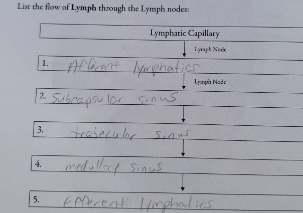 Solved List the flow of Lymph through the Lymph nodes: 1. | Chegg.com