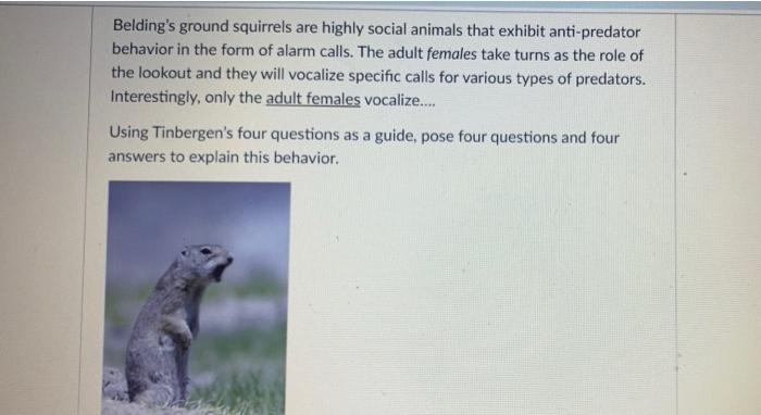 Solved Belding's ground squirrels are highly social animals 