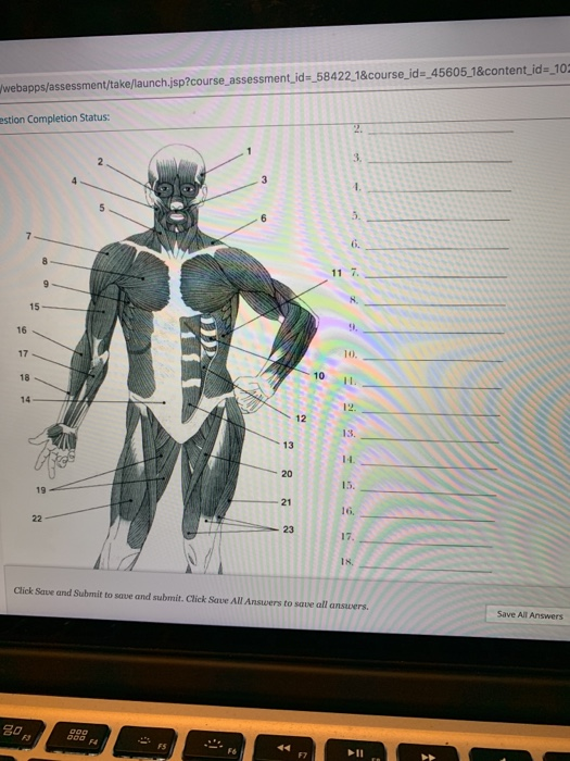 Solved most of the skeletal muscles in the body are what | Chegg.com