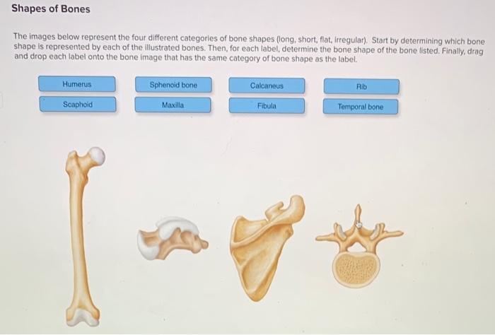 Solved Shapes Of Bones The Images Below Represent The Four | Chegg.com