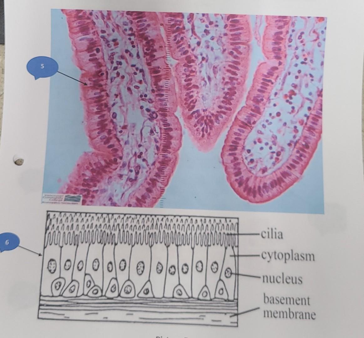 Solved A. Simple squamous B. Simple cuboidal C. Simple | Chegg.com