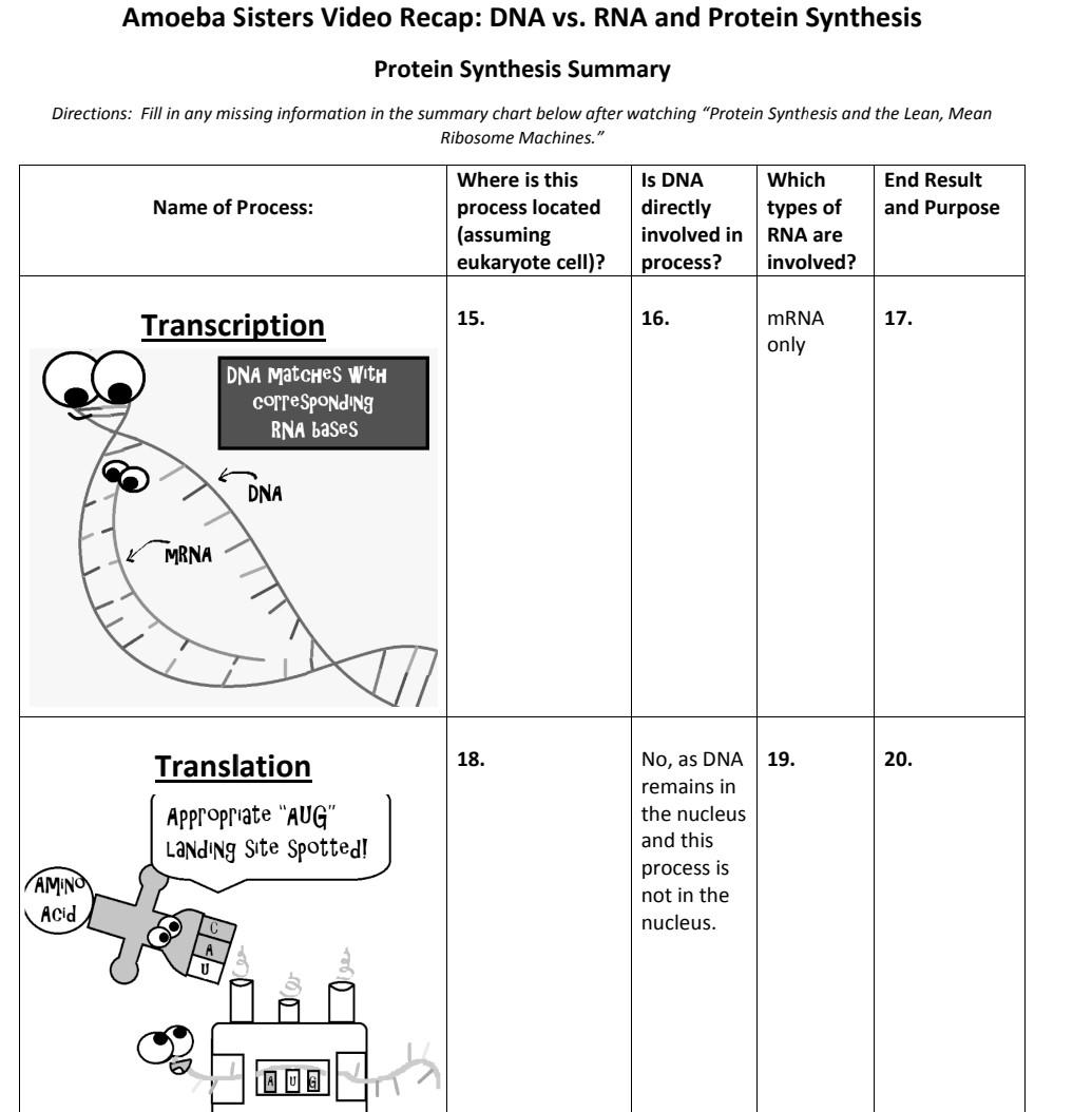 Solved Amoeba Sisters Video Recap DNA Vs RNA And Protein Chegg