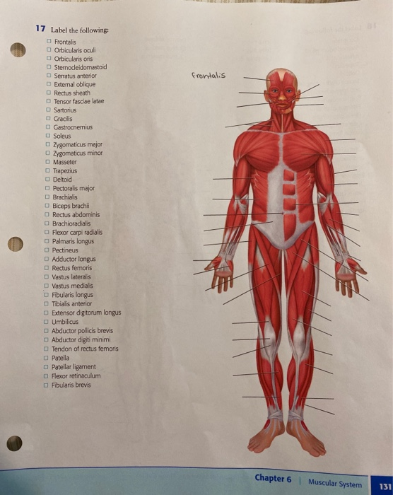 Solved frontalis 17 Label the following Frontalis Chegg