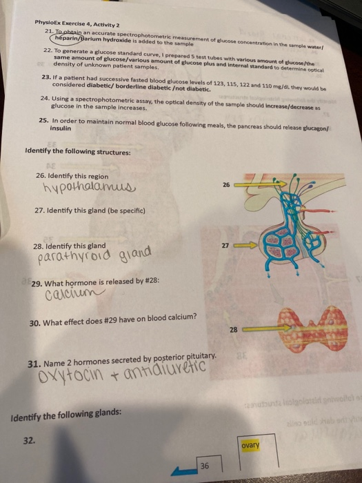 Solved PhysioEx Exercise 4. Activity 2 21. To Obtain An | Chegg.com