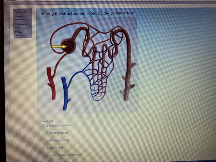 Solved 26 Identify the structure indicated by the yellow | Chegg.com