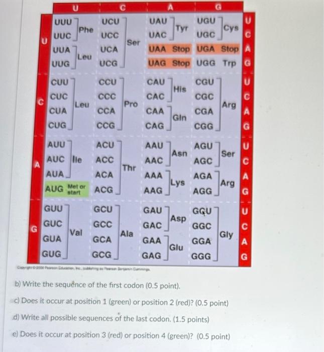 b) Write the sequênce of the first codon ( \( 0.5 \) point).
c) Does it occur at position 1 (green) or position 2 (red)? \( (