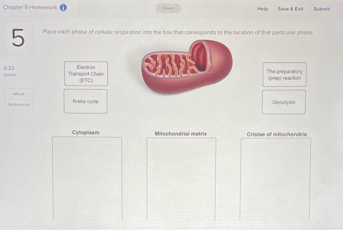 Solved llace each phase of cellular respiration into the box | Chegg.com