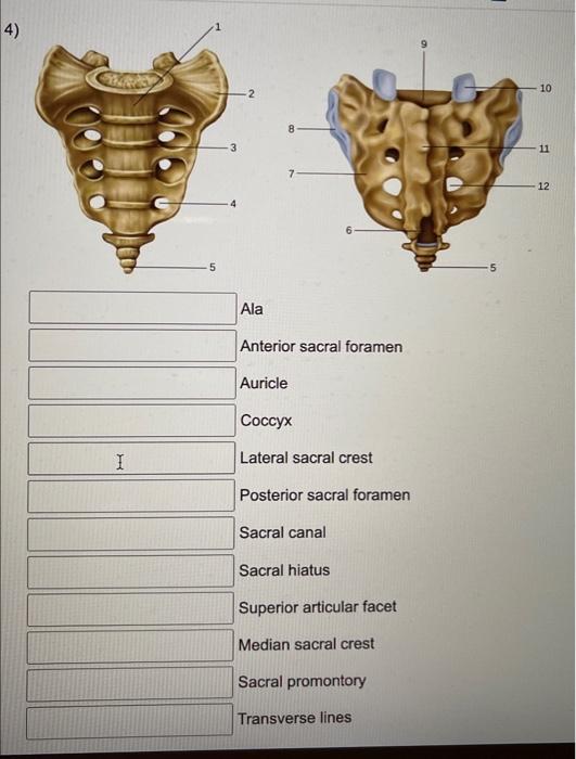 anterior sacral foramina