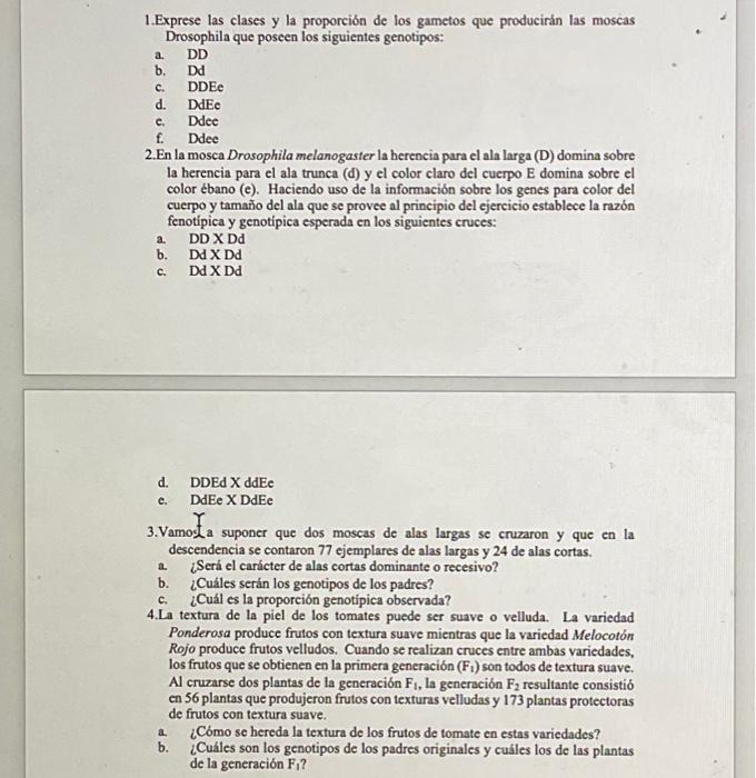 1.Exprese las clases y la proporción de los gametos que producirán las moscas Drosophila que poseen los siguientes genotipos: