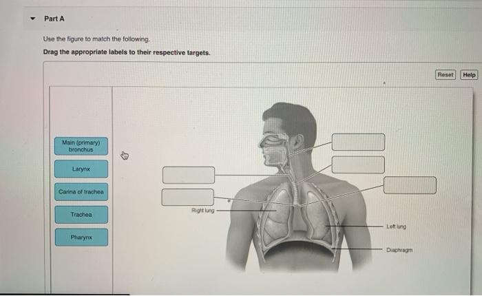 Solved Part A Use the figure to match the following Drag the | Chegg.com