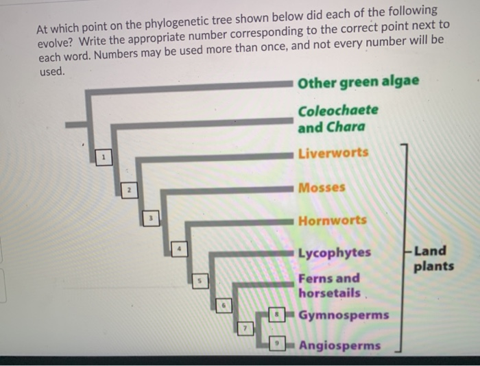 Solved At which point on the phylogenetic tree shown below | Chegg.com