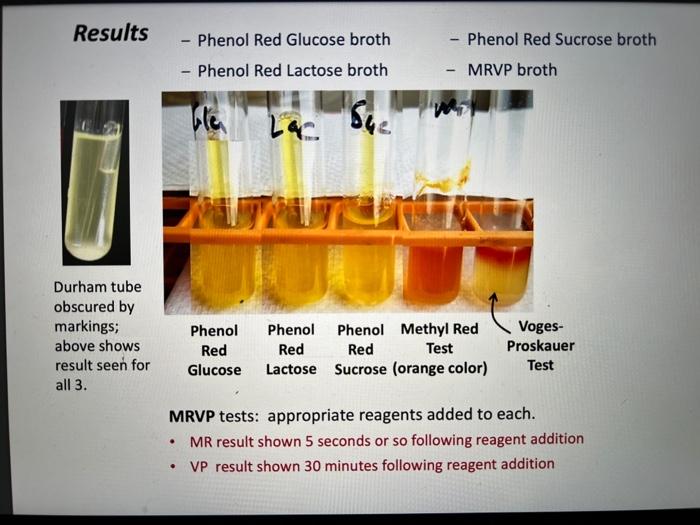 Solved Results Phenol Red Glucose broth - Phenol Red Lactose | Chegg.com