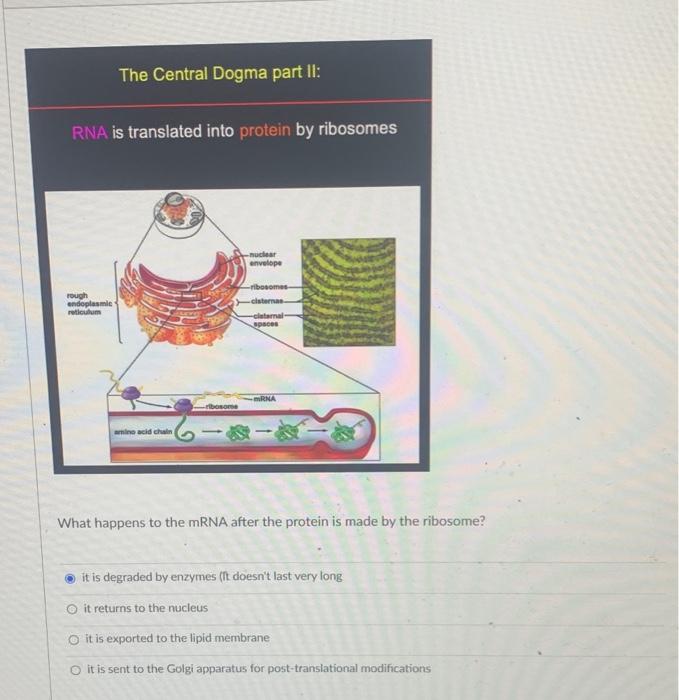 Solved What happens to the mRNA after the protein is made by | Chegg.com